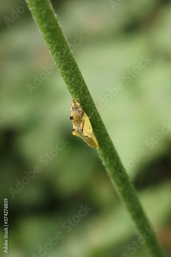 Yellow chrysalis on a plant in the garden on selctive focus. Metamorphosis of a butterfly 