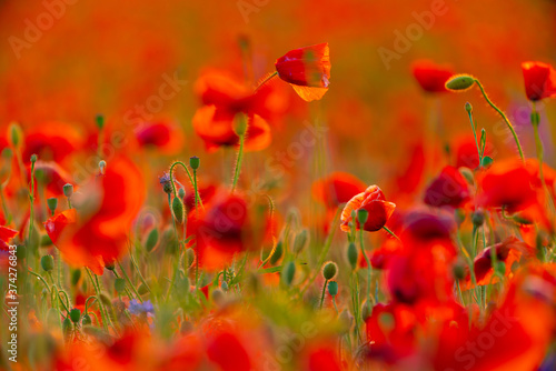 Poppy flowers field close-up and macro