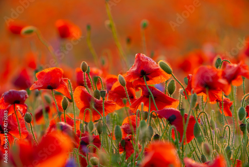 Poppy flowers field close-up and macro