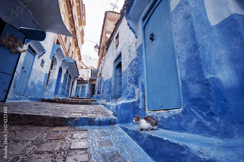 Cat in Blue City. Ancient architecture of old town Medina of Chefchaouen, Morocco. © luengo_ua