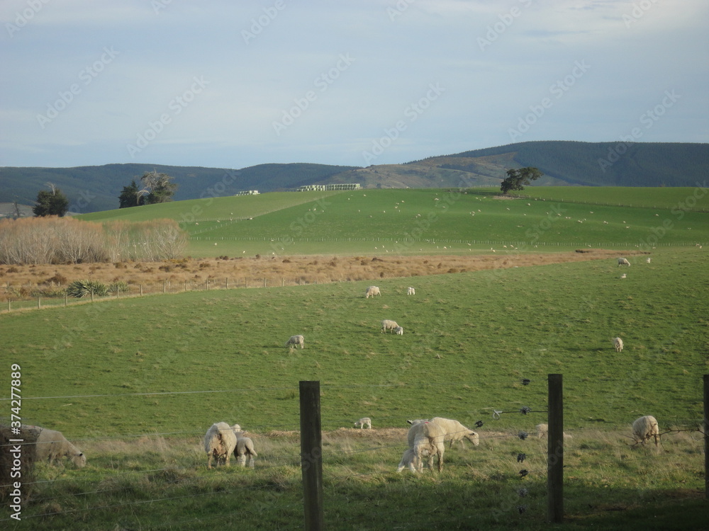 Fototapeta premium road in the countryside
