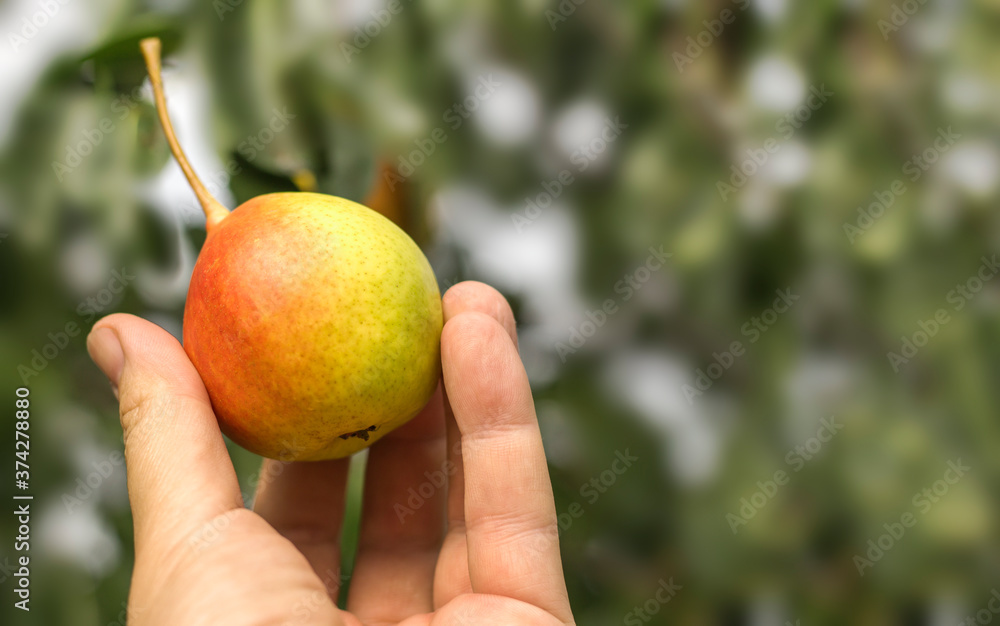 A farmer holds a ripe beautiful pear against the background of a garden with a copy of the space A farmer holds a ripe beautiful pear against the background of a garden with a copy of the space