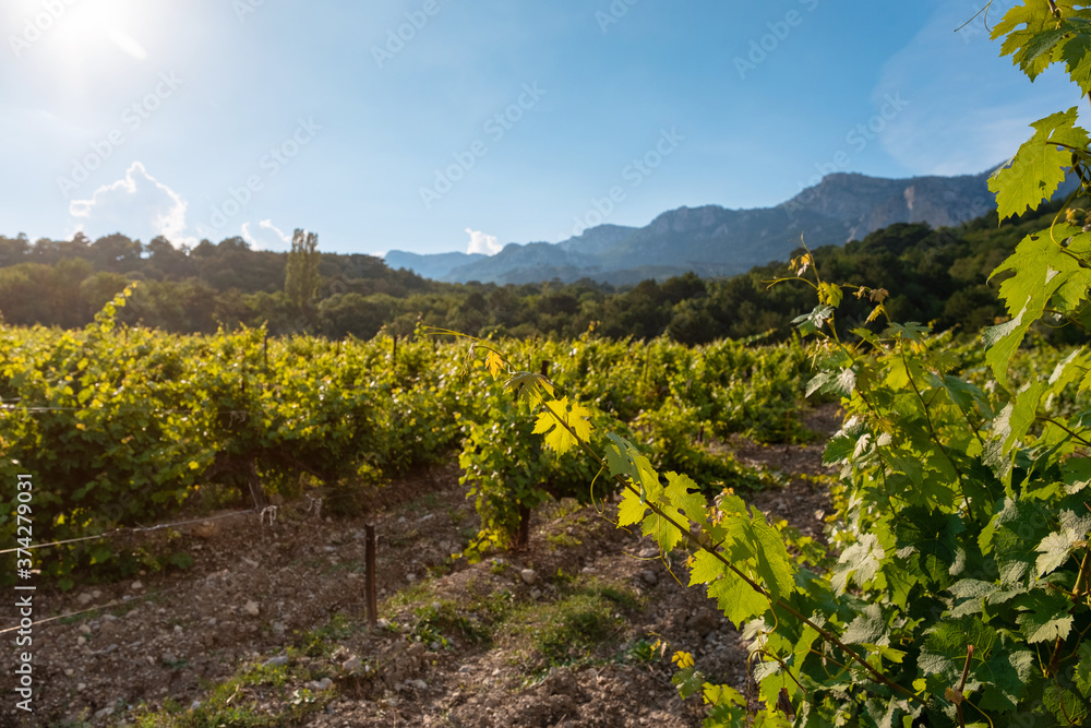 winery plantations in long rows on the mountains and hills