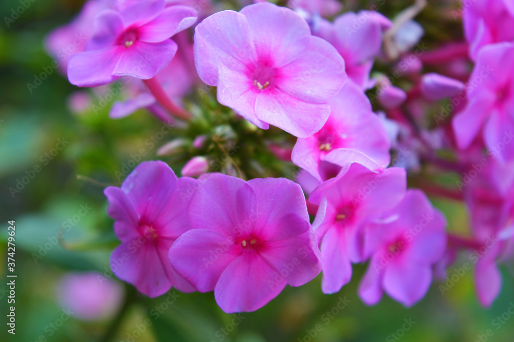 Delicate flowers of a perennial plant, pink phlox growing in nature. Delicate flowers of a perennial plant, pink phlox growing in nature.