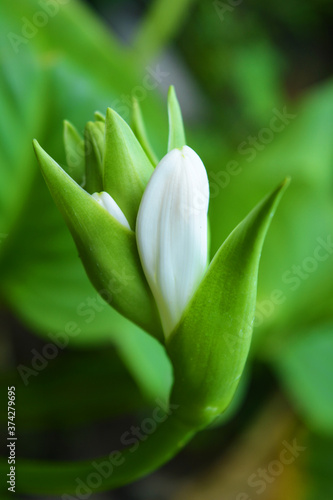 Unusually beautiful growing white flowers, perennial hosts against a background of large green leaves.