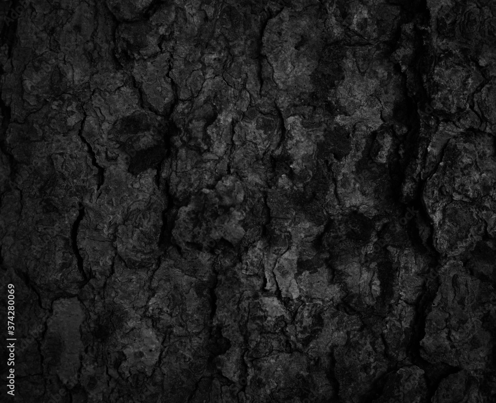 Black tree bark background Natural beautiful old tree bark texture According to the age of the tree with beautiful bark during the summer - obrazy, fototapety, plakaty 