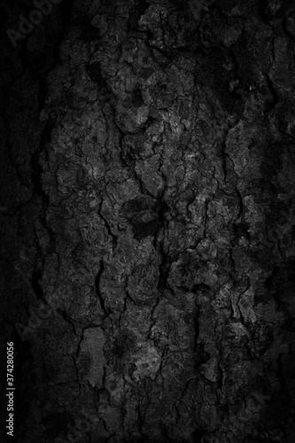Black tree bark background Natural beautiful old tree bark texture According to the age of the tree with beautiful bark during the summer © Joesunt