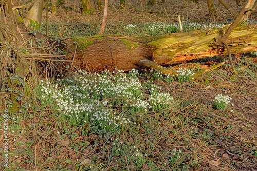forest wilderness in Bourgoyen nature reserve in Ghent, Belgium, with snowdrops flowering on the forest floor 