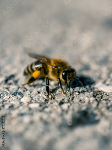 Bee on the ground © Thanh
