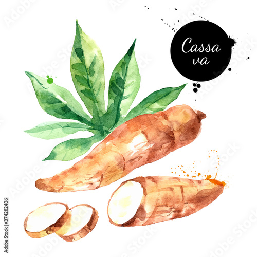 Watercolor hand drawn cassava illustration. Vector painted sketch superfood isolated on white background photo