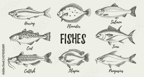 Hand drawn sketch fish animals set. Vector black and white vintage illustrations