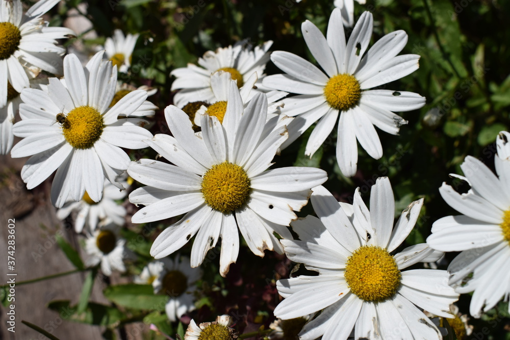Obraz premium flower, daisy, white, nature