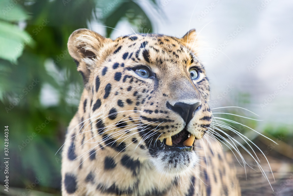 Naklejka premium Сlose up portrait of a leopard
