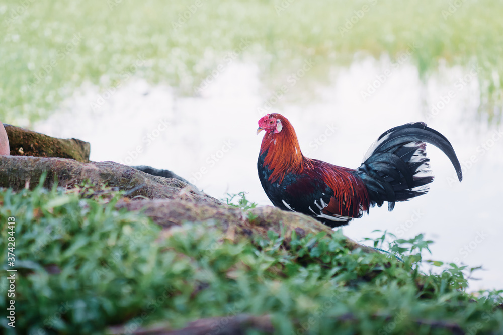 Fototapeta premium Close-up outdoor portrait of colorful cock bird.