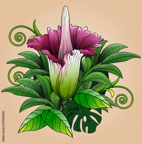 Vector illustration, bunga bangkai or the giant carcass flower, Amorphophallus titanum, is a plant from the taro tribe (Araceae) typical of Sumatra, Indonesia.