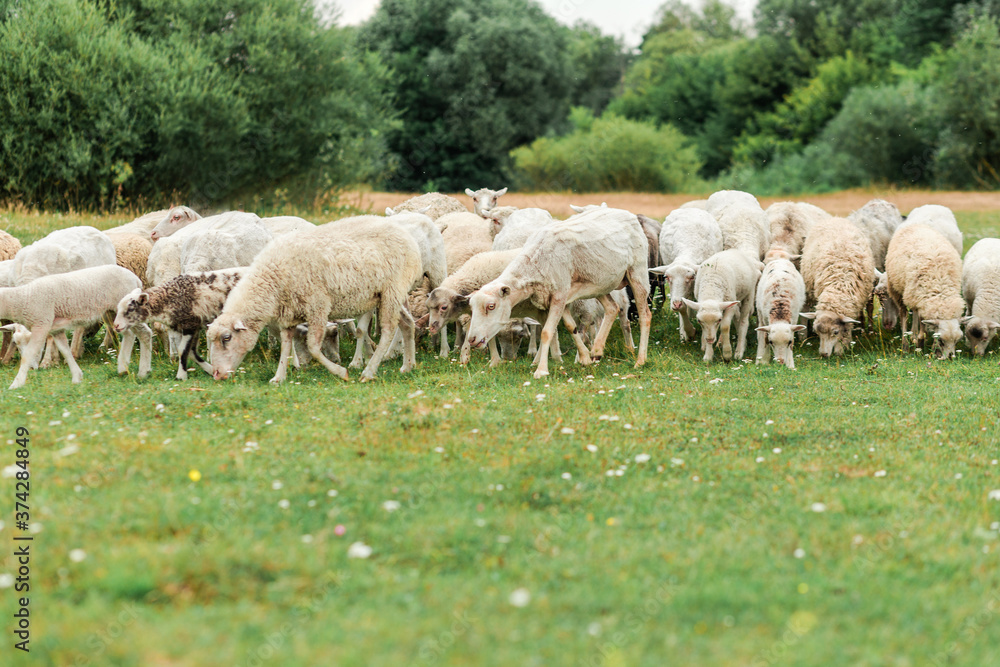 Farm animals concept. Many sheep walking around the field Farm animals concept. Many sheep walking around the field