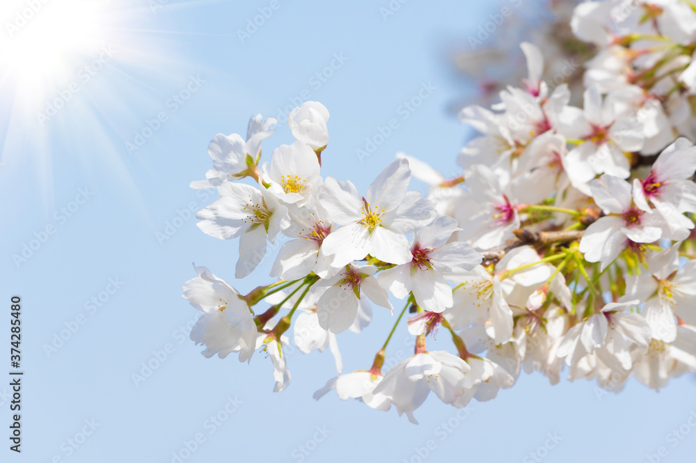 Cherry blossoms in full bloom in Wuhan East Lake Sakura Garden in warm spring
