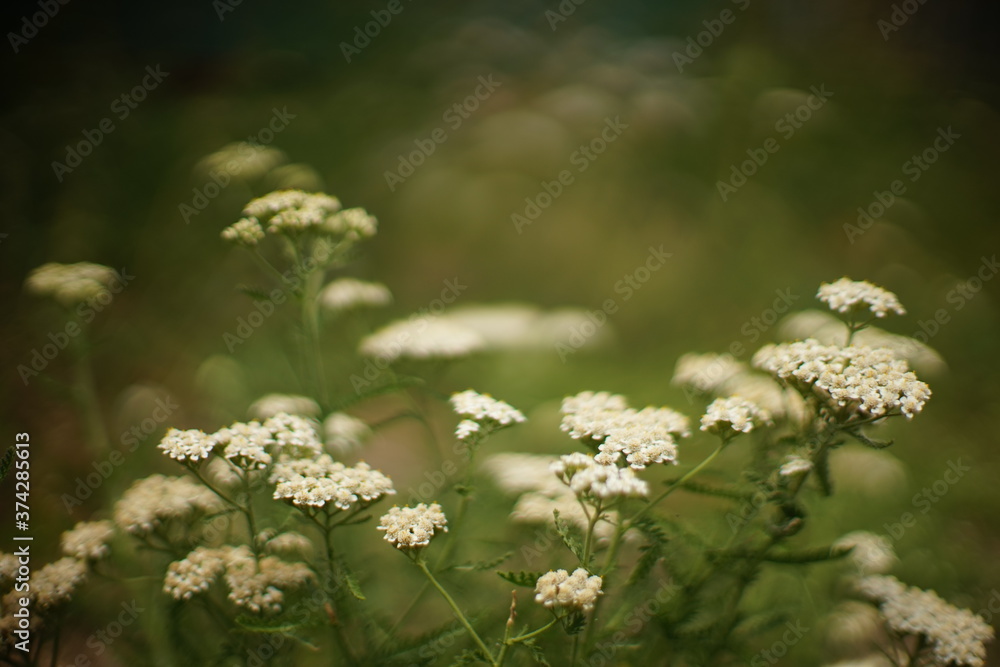 Yarrow plant with white flowers grows in the summer garden Yarrow plant with white flowers grows in the summer garden