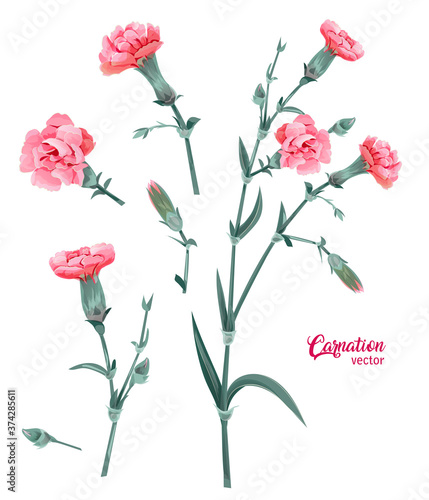 Set of carnation schabaud. Pink flowers, buds, green leaves, stems, white background. Digital draw, illustration for Mother's Day. Delicate floral design in watercolor style, vintage, vector