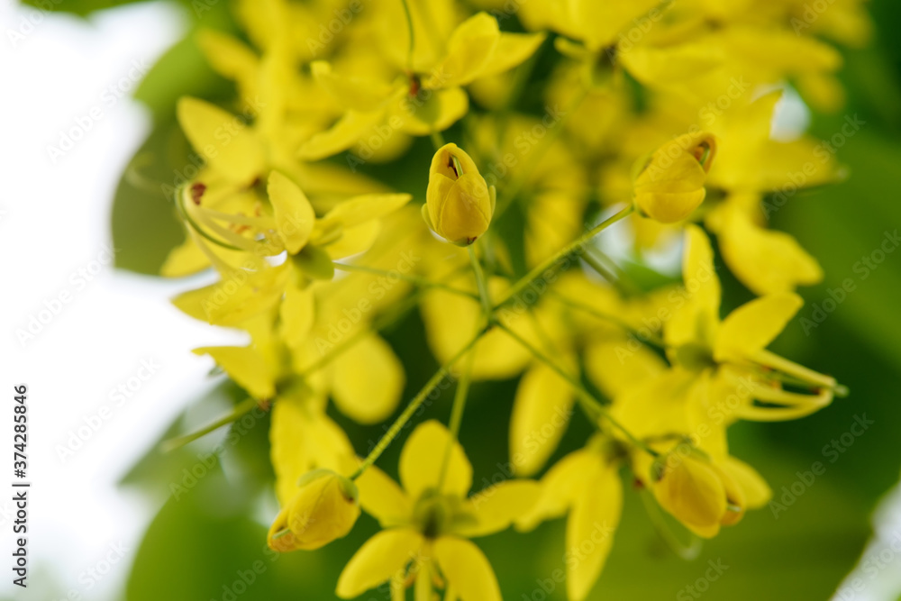 Obraz premium Cassia fistula flowers on the tree in summer season.