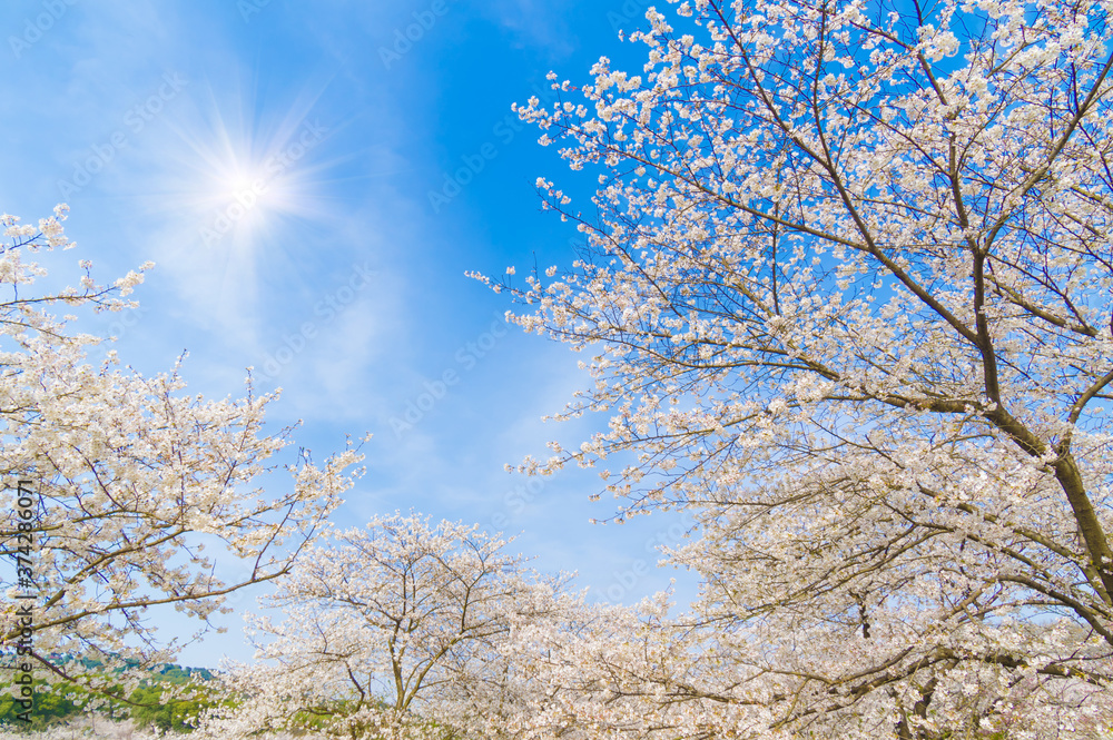 Cherry blossoms in full bloom in Wuhan East Lake Sakura Garden in warm spring Cherry blossoms in full bloom in Wuhan East Lake Sakura Garden in warm spring