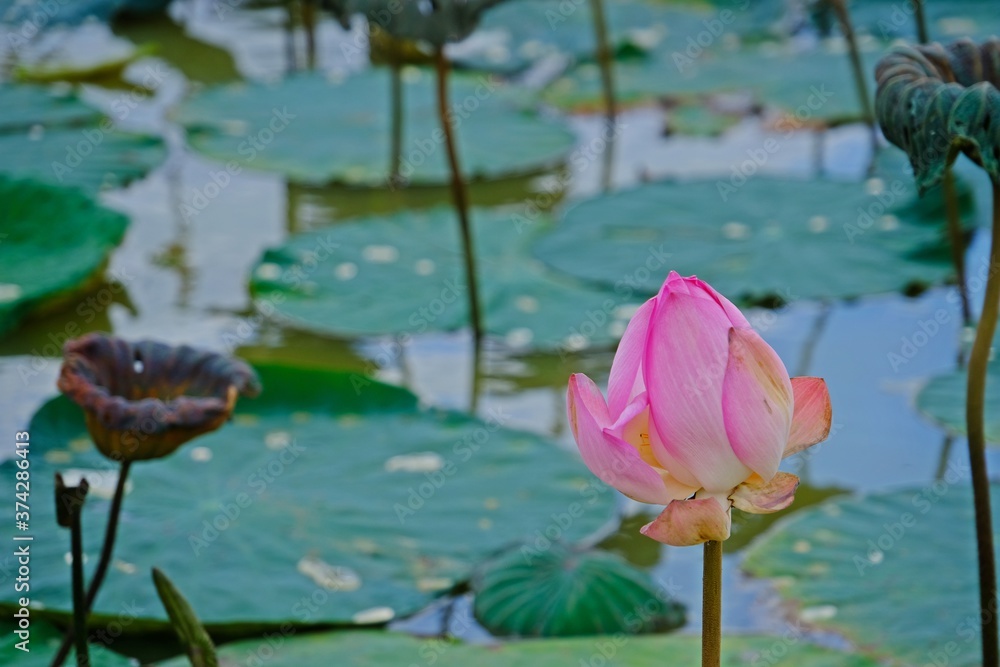 Pink Indian Lotus (Sacred Lotus, Bean of India) in the pond. Pink Indian Lotus (Sacred Lotus, Bean of India) in the pond.