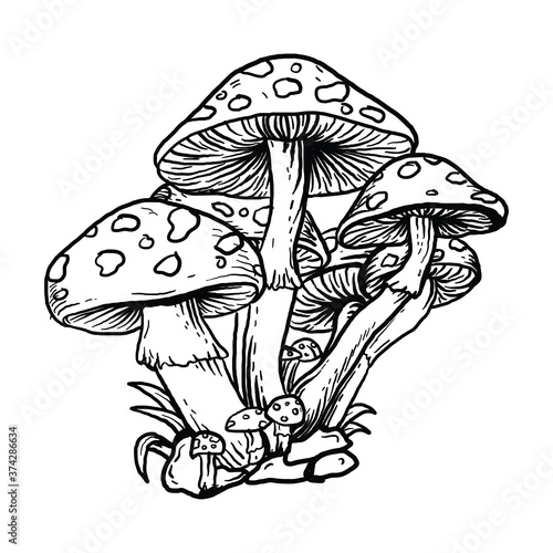 tattoo and t-shirt design black and white hand drawn mushroom  premium vector