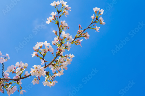 Cherry blossoms in full bloom in Wuhan East Lake Sakura Garden in warm spring