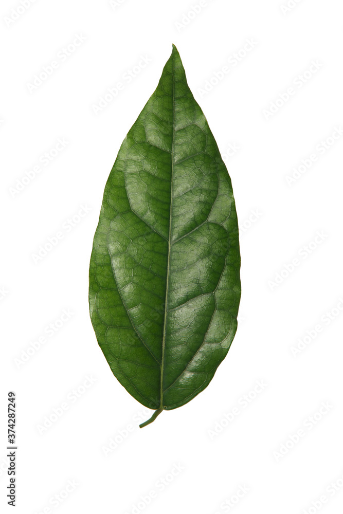 leaf isolate on white background.