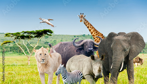 Wild animals of Africa in savanna (collage) © E.O.