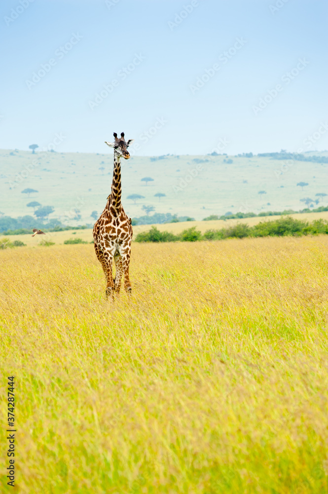 Fototapeta premium giraffe in savanna, Kenya, Africa