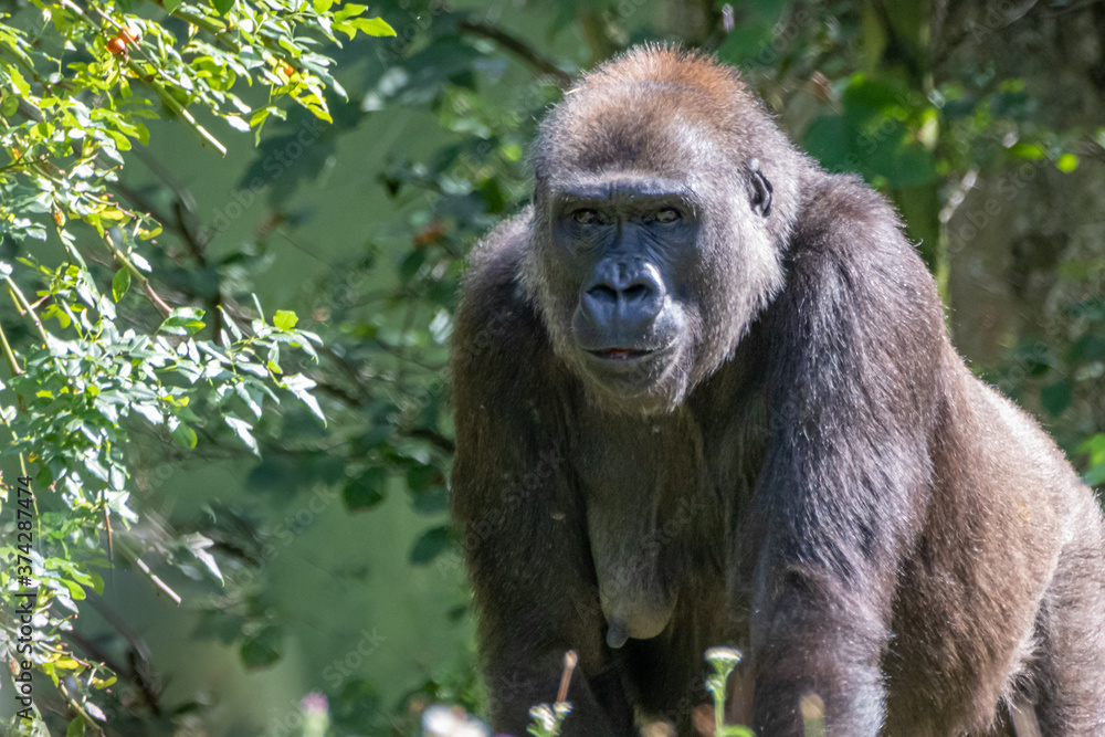 Fototapeta premium Western Lowland Gorilla Standing in Lush Green Jungle Foliage Staring with Intense Curious Expression