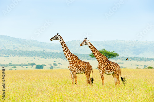 Two giraffes in savanna  wild nature  Kenya  Africa