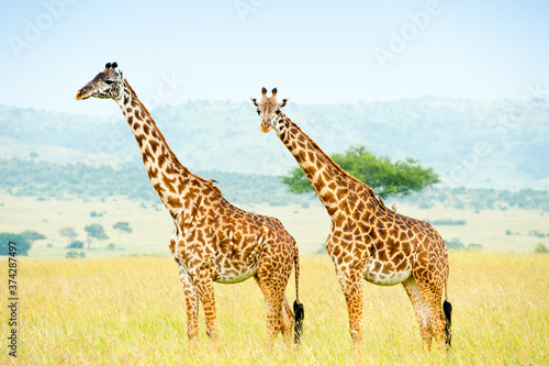 Two giraffes  Kenya  Africa