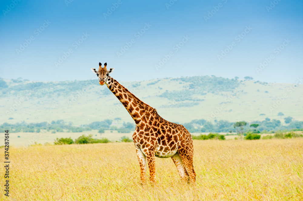 Obraz premium A giraffe, Kenya