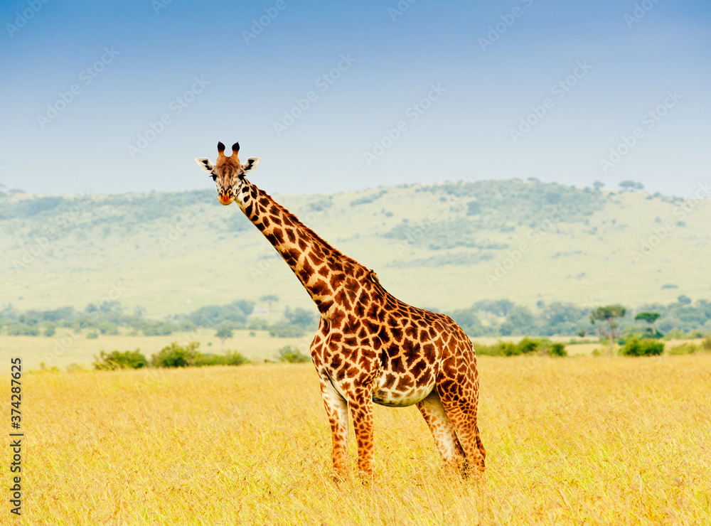 Obraz premium A giraffe, Kenya