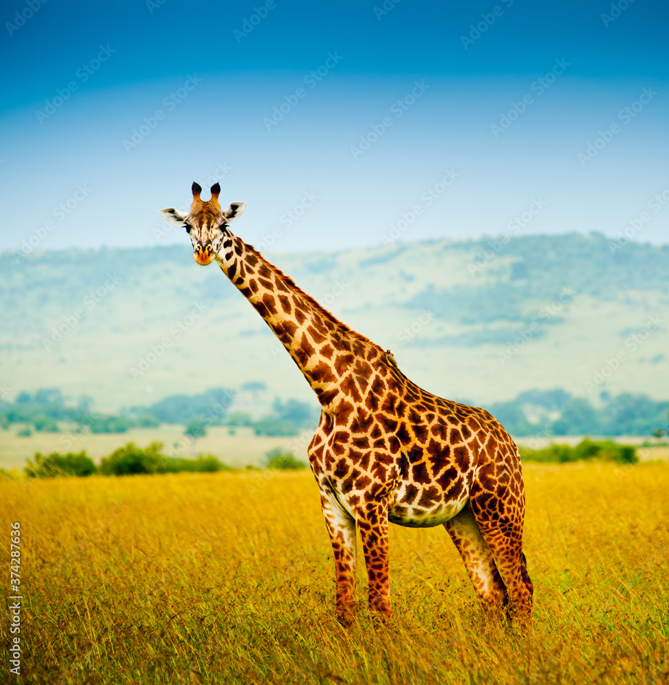 Obraz premium A giraffe in wild nature, Kenya, Africa