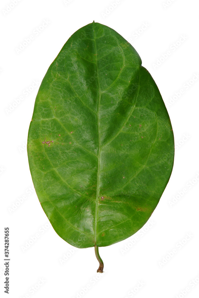 Obraz premium Leaf isolate on white background.