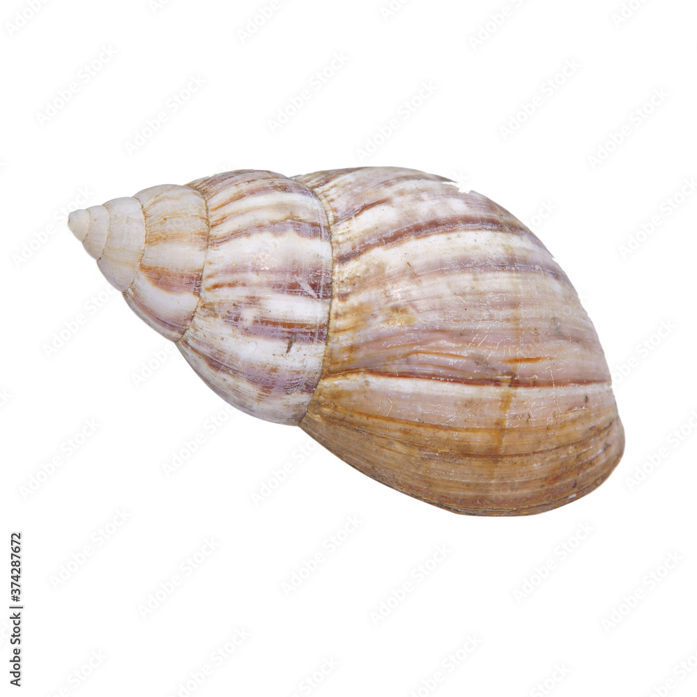 Snail shells isolated on a white background