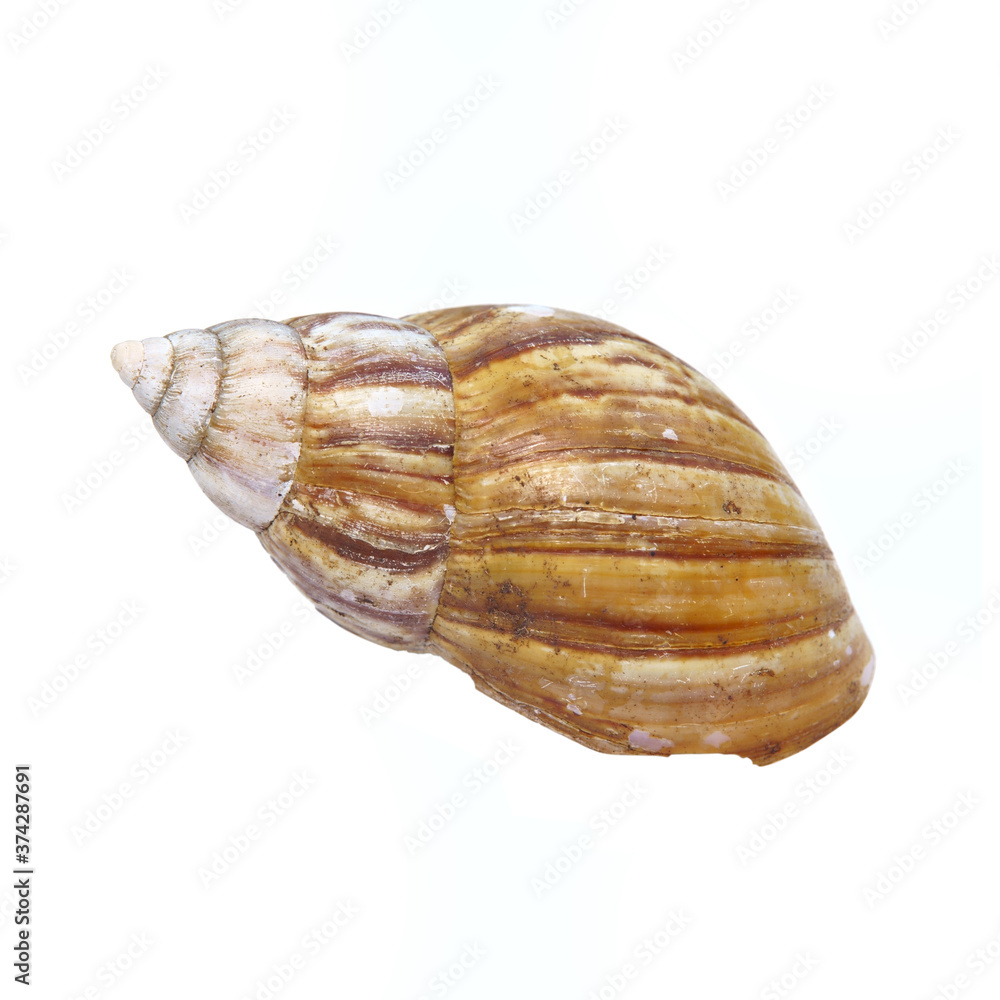 Snail shells isolated on a white background Snail shells isolated on a white background