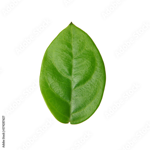 Leaf isolate on white background.