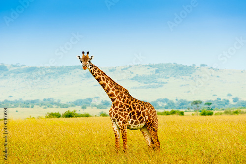 A giraffe  Kenya  Africa