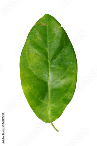 Leaf isolate on white background.