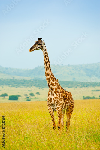 Giraffe in wild nature, Kenya, Africa