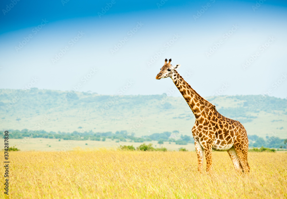 Obraz premium Giraffe in savannah. Wild nature. Kenya. Africa