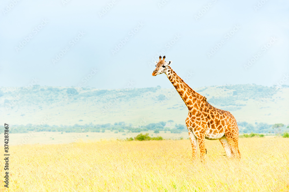 Obraz premium Giraffe, Kenya, Africa