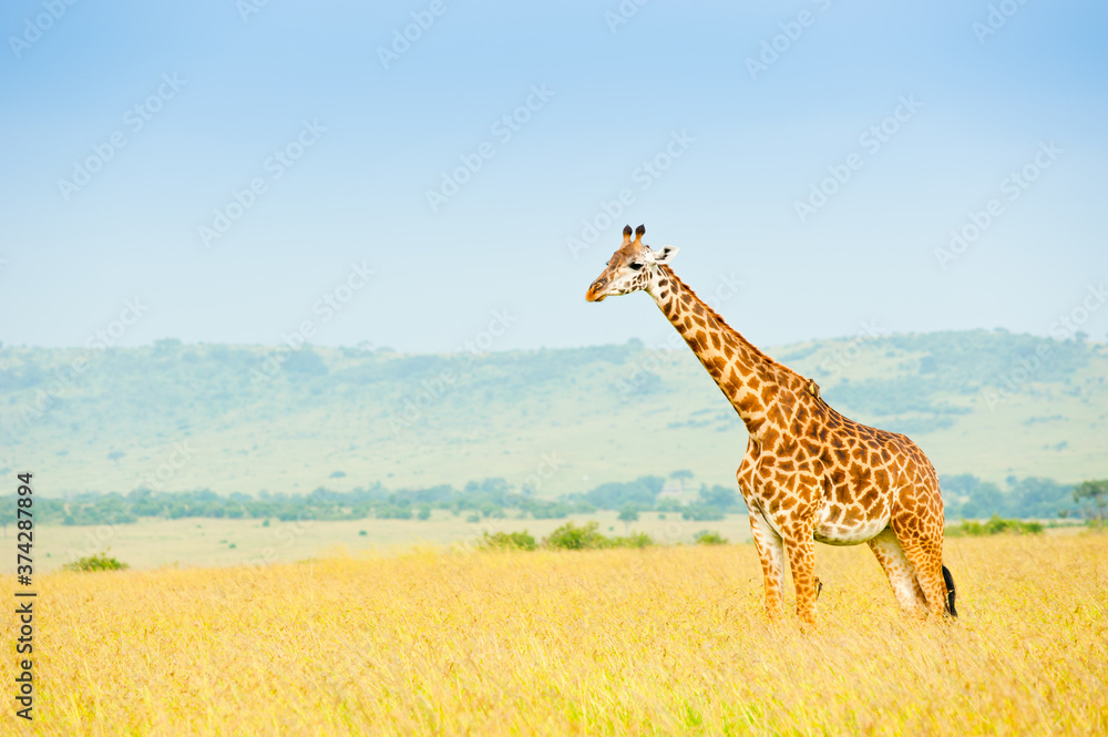 Obraz premium Giraffe in savanna, Wild nature Kenya, Africa