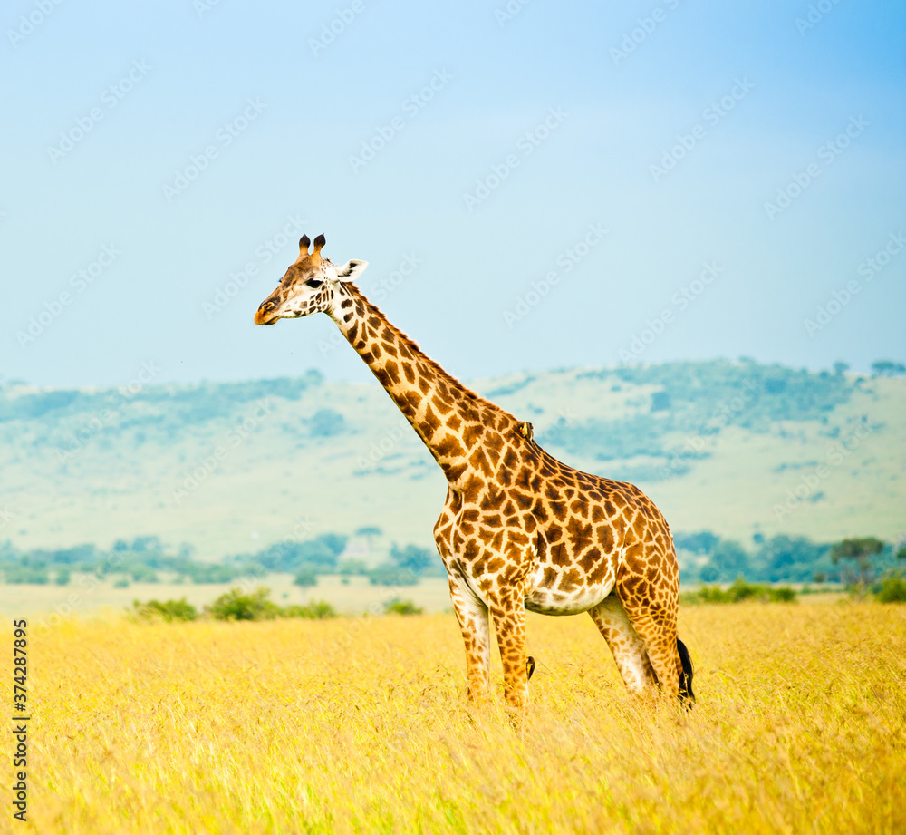 Obraz premium Giraffe in savannah. Wild nature. Kenya. Africa