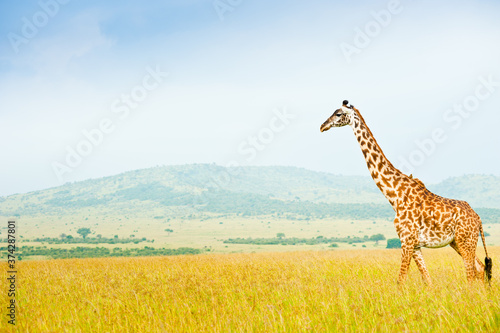 Giraffe in savannah. Wild nature. Kenya. Africa