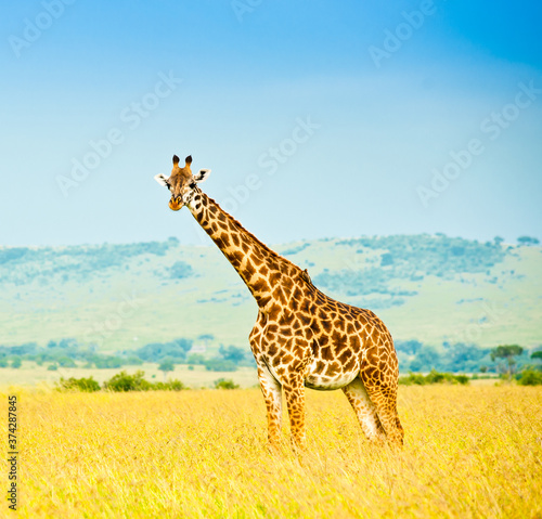 Giraffe in savannah. Wild nature. Kenya. Africa